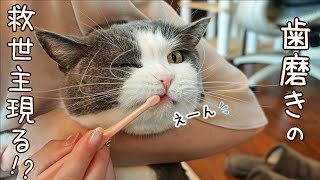 歯磨き嫌いな猫も磨ける魔法の歯ブラシを買ってみた