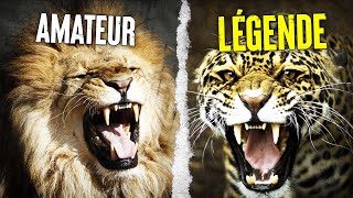 Voici les FÉLINS Les Plus 💥 Puissants Au Monde