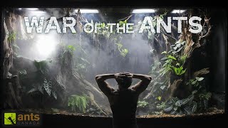 A New Ant War Begins in My Giant Rainforest Vivarium