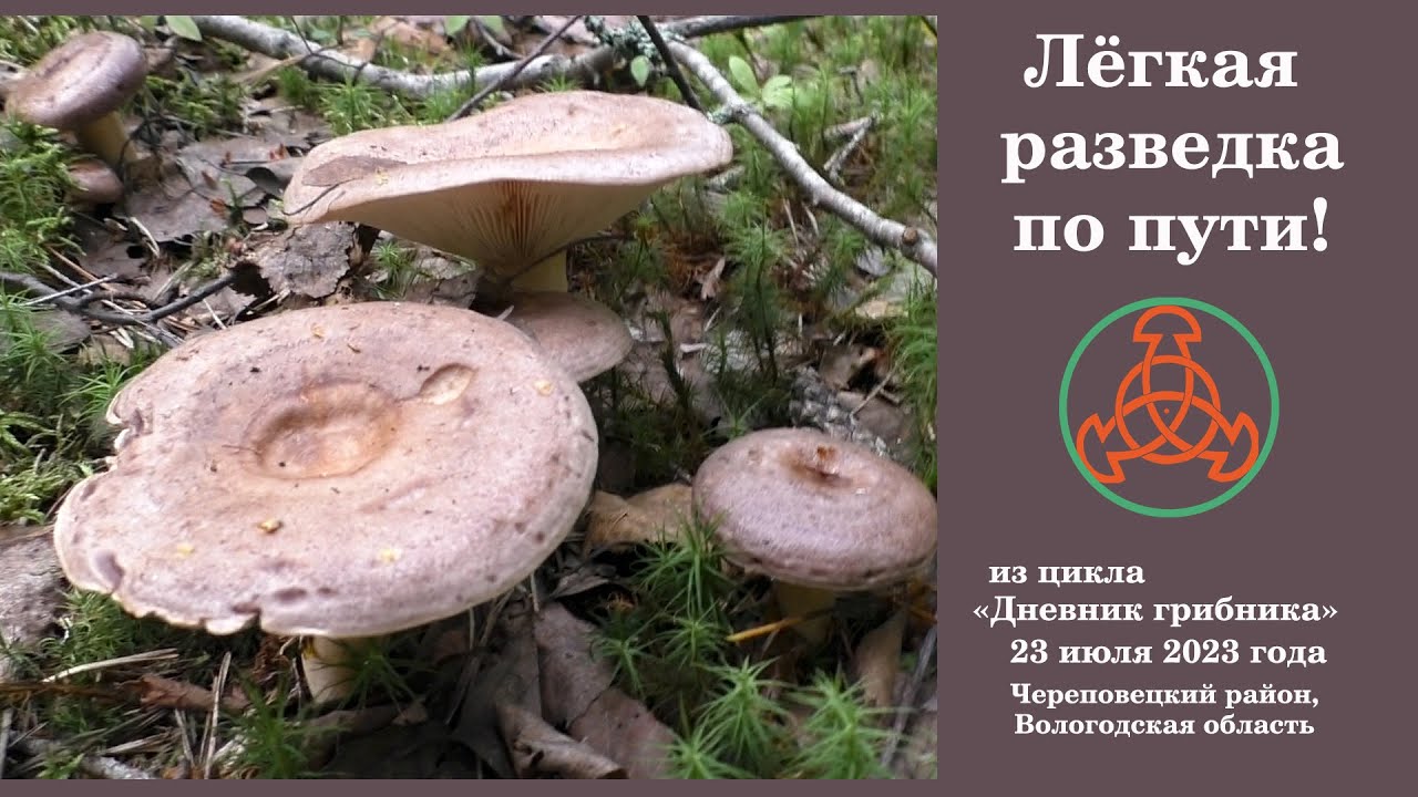 Лёгкая разведка по пути! 23 июля 2023 года