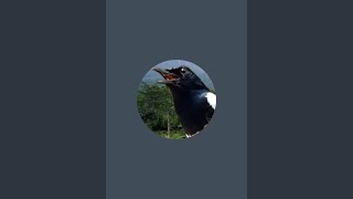 Bang Doel Chanel sedang live sekarang!