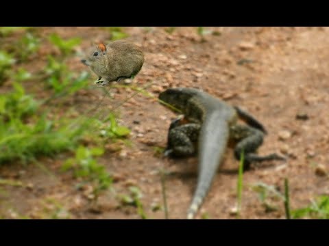MUITOS LINDOS ANIMAIS E PAISAGENS INCRIVEIS DA CAATINGA COM A CHEGADA DO INVERNO