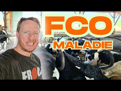 LA FCO EN ÉLEVAGE ! que faire ??