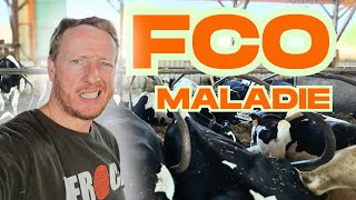 LA FCO EN ÉLEVAGE ! que faire ??