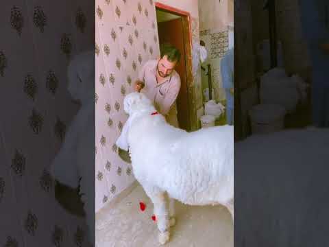Kuda Hafiz Mare yara #Bablu chla gya #animallover #ytshorts #nature n#tarendeng #viralvideo