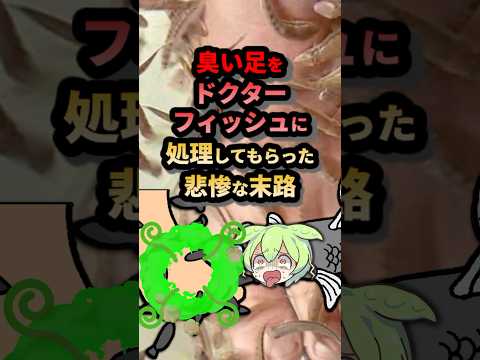 臭い足をドクターフィッシュに処理してもらった結果www#ゆっくり解説 #ずんだもん #動物