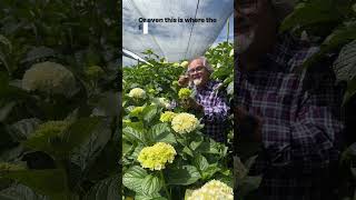 It was great to see a hydrangea farm in Columbia.  #florist #hydrangeas  #freshflowers  #cutflowers