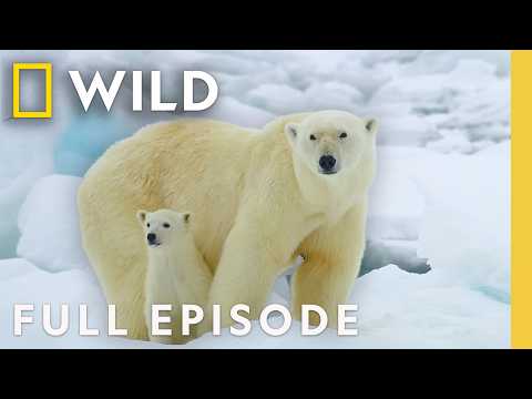 Animal Parents of the Arctic (Full Episode) | Incredible Animal Journeys | Nat Geo