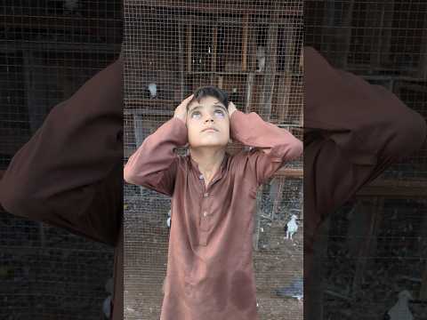 Kabootar ki video || The pigeon taught the eagle a lesson 😱♥️👍#shorts #shortsfeed #pigeon #kabootar