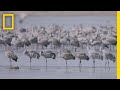 Cranes: Migration and Conservation Facts
