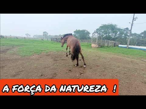 CHUVA NA ROÇA/35 MINUTOS DE MUITA CHUVA ⛈️OS RIOS BUFARAM ÁGUA