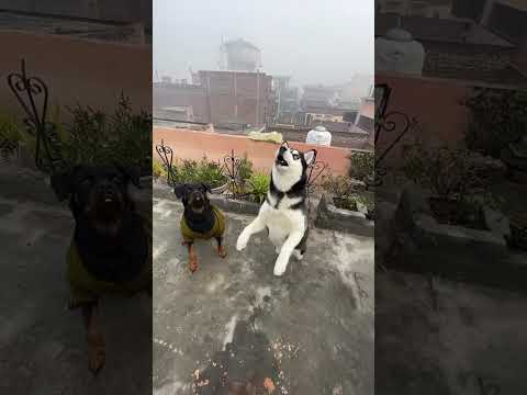 Power of roxycheeni #reviewreloaded #rottweiler #husky #shorts