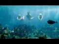 Understanding the Video Transcript