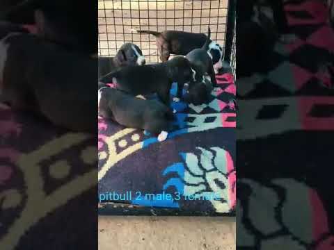 Panther Pitbull Puppies Sale 07 2021