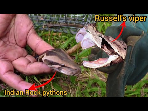 Russell's viper और भारतीय अजगर में अंतर पहचाने Differentiate about Russell's viper and Indian python