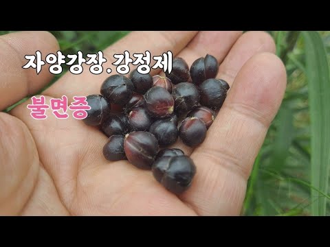 자양강장제.강정제! '이것' 발기부전 과 불면증을 치료한다
