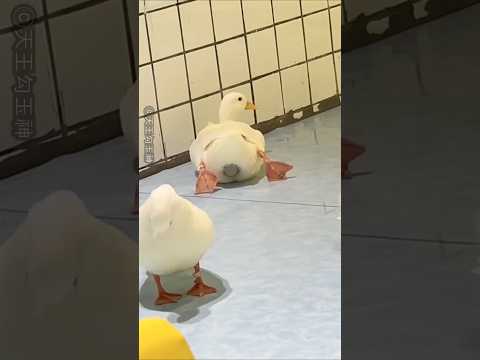 How a Duck Lays an Egg