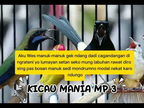 VIRAL LAGU KICAU MANIA - NDARBOY GENK x BANDITOZ YOUW 86 OFFICIAL VIDEO LIRIK