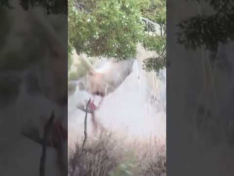 Rabbit Hunting Headshot with 22-250 #rabbithunt  #rabbit  #rabbitmeat  #jagd #jakt  #headshot  #