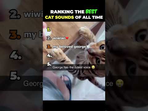 Ranking the CUTEST Cat Sounds of all time