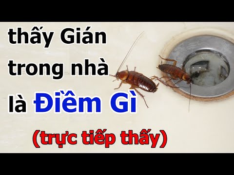 Điềm báo vũ trụ khi gián vào nhà. Bất ngờ! con Gián dưới sự nhìn tuệ nhãn minh triết