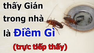 Điềm báo vũ trụ khi gián vào nhà. Bất ngờ! con Gián dưới sự nhìn tuệ nhãn minh triết