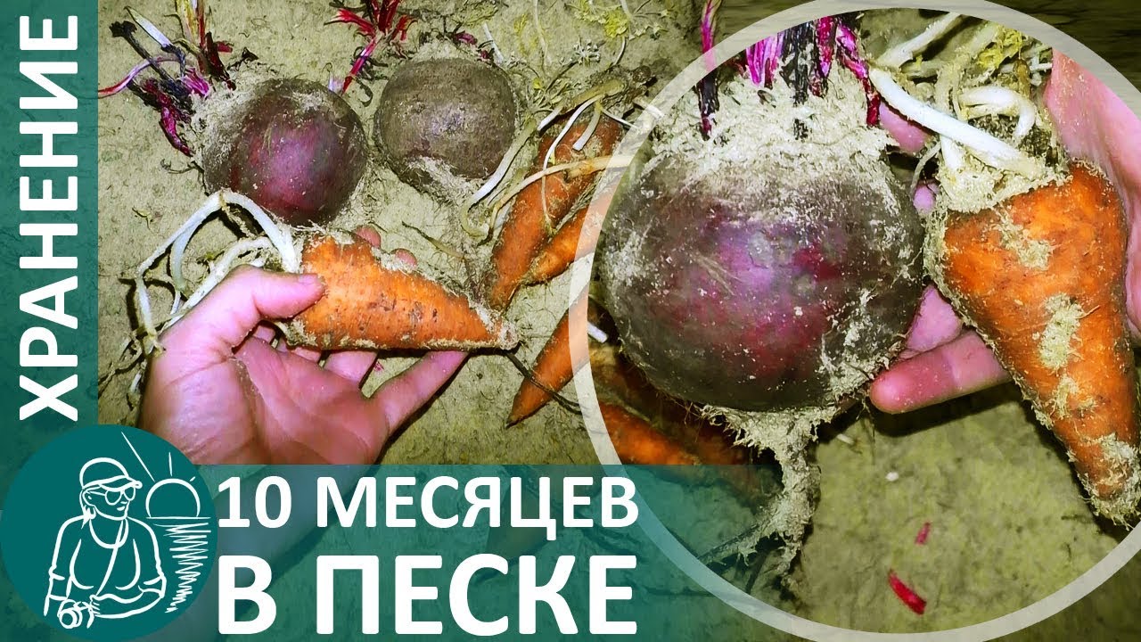 Как длительно хранить морковь и свеклу идеальные овощи с прошлого года