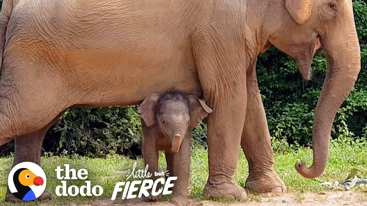 Tiniest Baby Elephant Copies Everything His Mom Does Little But Fierce