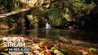 Forest Stream in Full Color | Woodland Ambience for Sleep & Relaxation