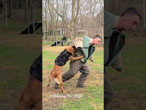 🎯🔥Bodyguard! #STRAZHODESSA Belgian Shepherd Malinois Training Odessa 2025