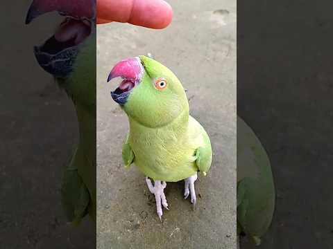 Cute Parrot Female Ringneck #shorts