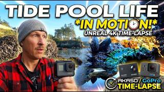 Life in Motion: Epic PNW Tide Pool Time-Lapse