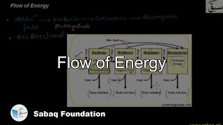 The Flow of Energy in Food Chain of An Ecosystem
