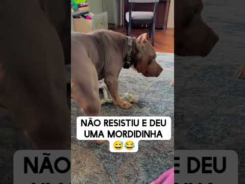 馃槀 veja oque esse filhote fez com pai 馃槀 #cachorro #pitbull #protejaosanimais #curt #inscrevase #atv