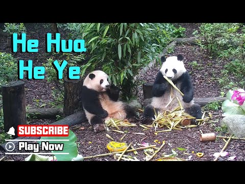 【Panda News】Giant Pandas He Hua And He Ye Turn Five Years Old Today! | iPanda