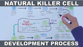 Natural Killer (NK) Cell Development | Stem Cell to Cytotoxic Effector