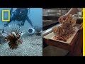 Lionfish Invasion and Culinary Use