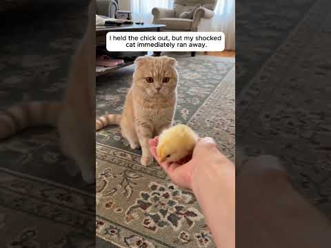 Her Cat Hatched A Moving Egg From The Supermarket 😭 #shorts