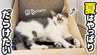 【夏の猫遊び】暑さでダラける愛猫と涼しいおもちゃで遊んだ結果‥