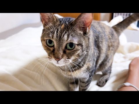 【飼い主大好き猫】お姉ちゃんに文句が止まらない猫が可愛すぎました