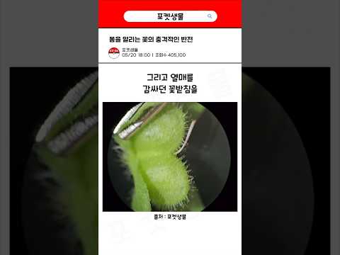 이름을 말할 수 없는 꽃