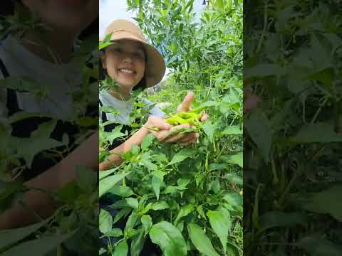 Tara sa Neri's Secret Garden at mag harvest ng kung ano ang makikitang gulay