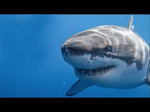 Qué Pasa con los Tiburones | Mini Documental