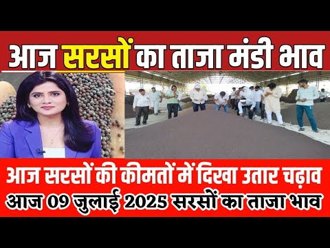 सरसों के भाव| 09/07/2025 आज सरसों की कीमतों में दिखा उतार चढ़ाव| sarso ka bhav, mustard seeds prices
