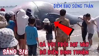 Bất ngờ Cá voi to nặng hàng trăm tấn trôi dạt vào bờ biển bình thuận