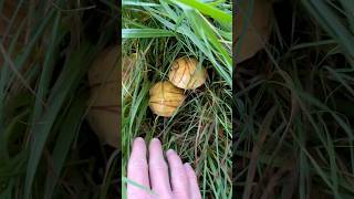 Klouzkové žně právě začaly! 😍🍄‍🟫