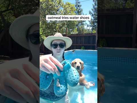 ⁠@wagwear sent us these but we use them allllll the time #PoolTime #dogshoes