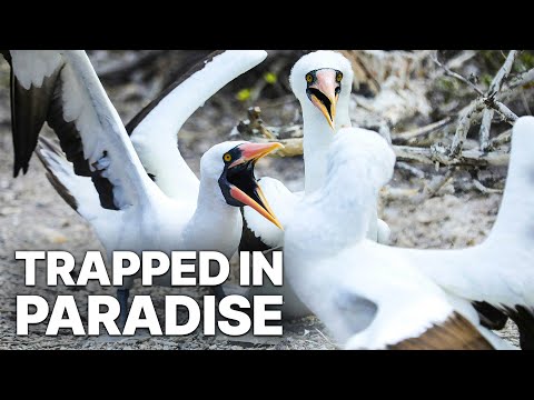 Wild Galapagos - Trapped in Paradise | Free Documentary