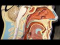 Human Respiratory System Anatomy