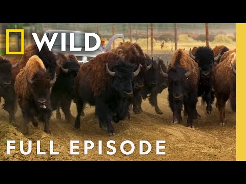 Bison Herd Health Disaster (Full Episode) | Rocky Rapids Vet 911 | Nat Geo Animals